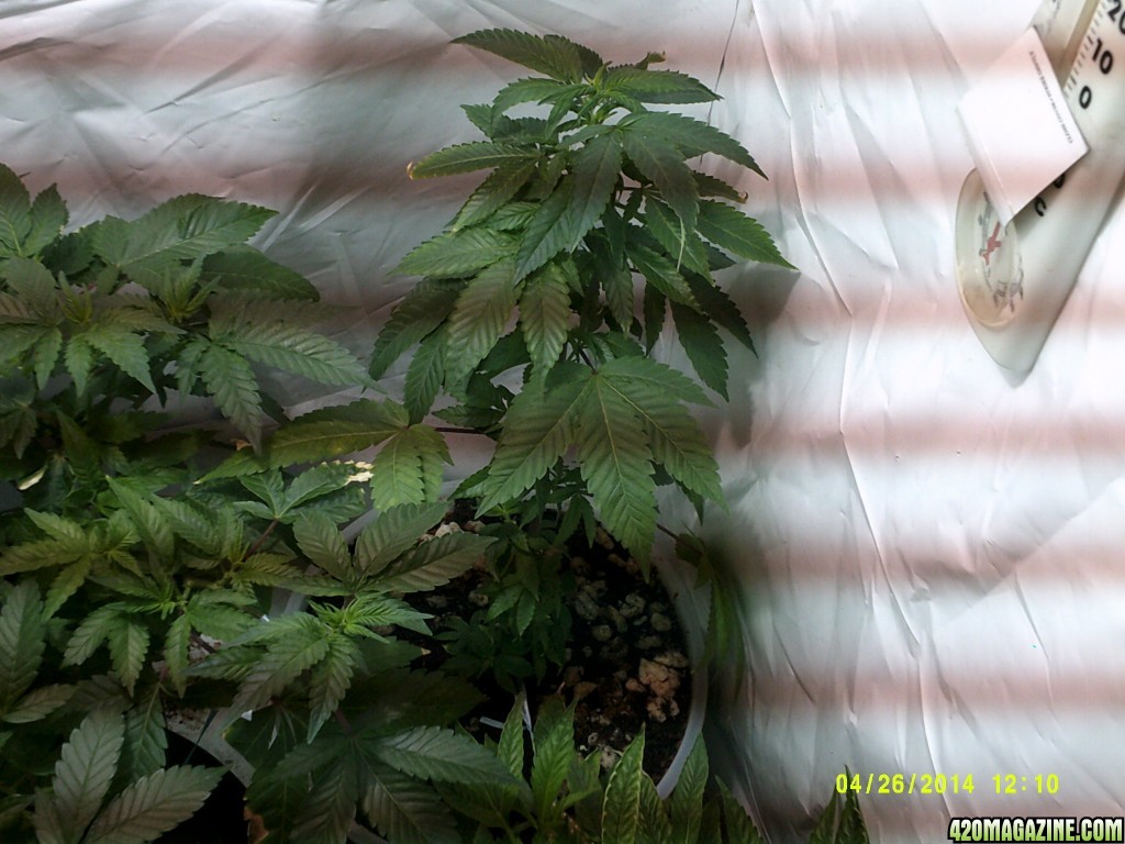 Veg room pre &amp; post LSTing