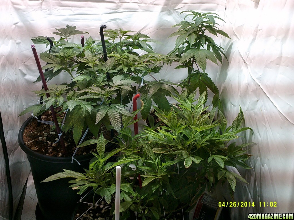 Veg room pre &amp; post LSTing