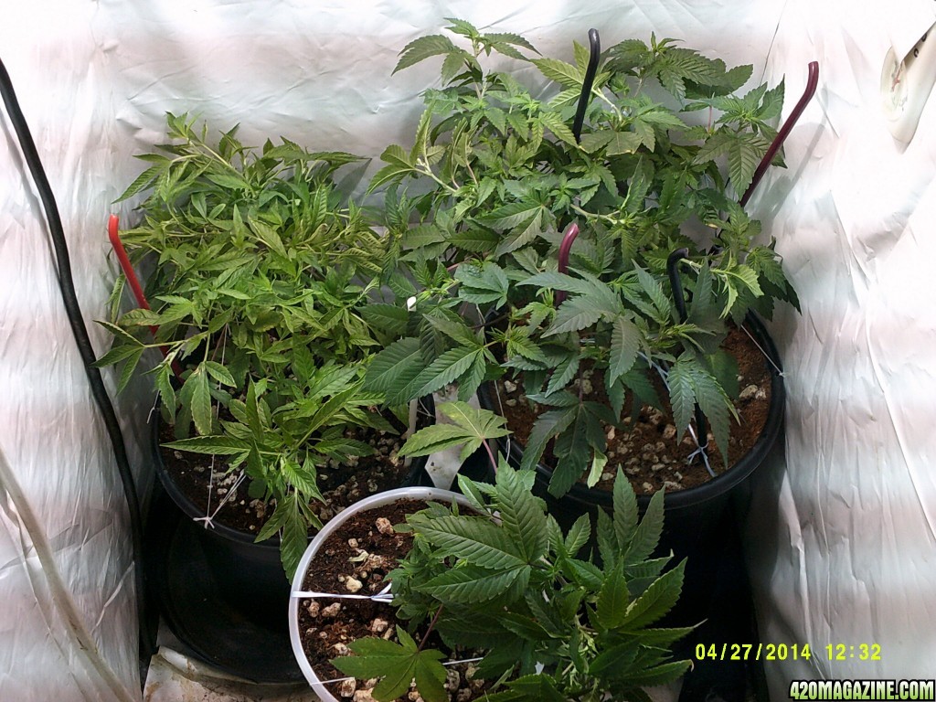 Veg room pre &amp; post LSTing