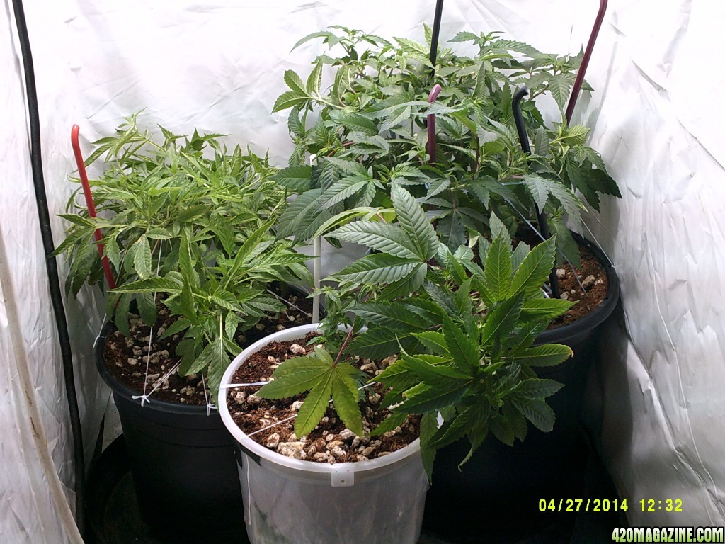 Veg room pre &amp; post LSTing