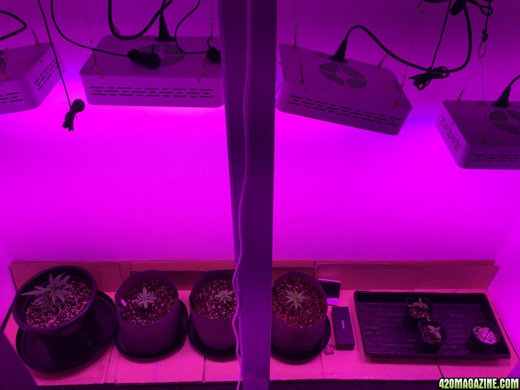 Veg Room Update