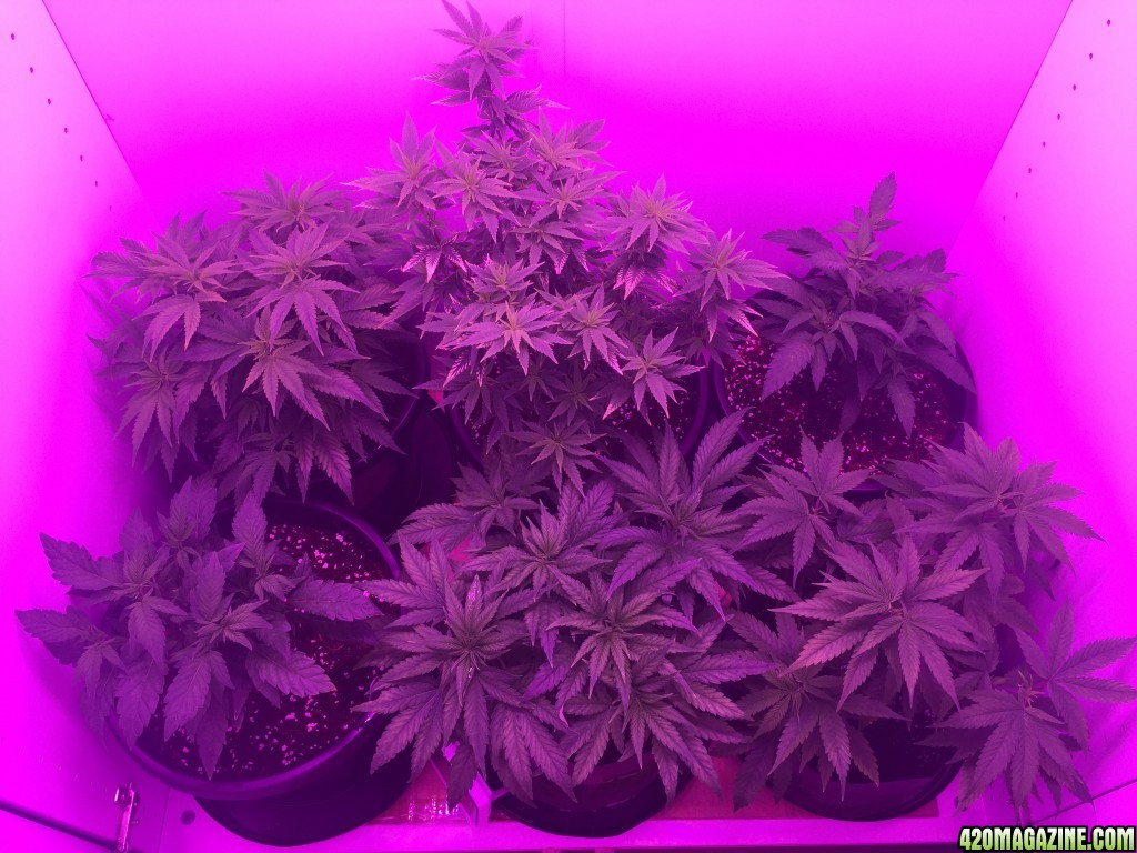 Veg Room Update