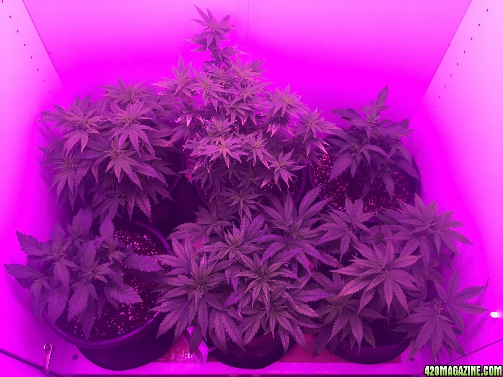 Veg Room Update