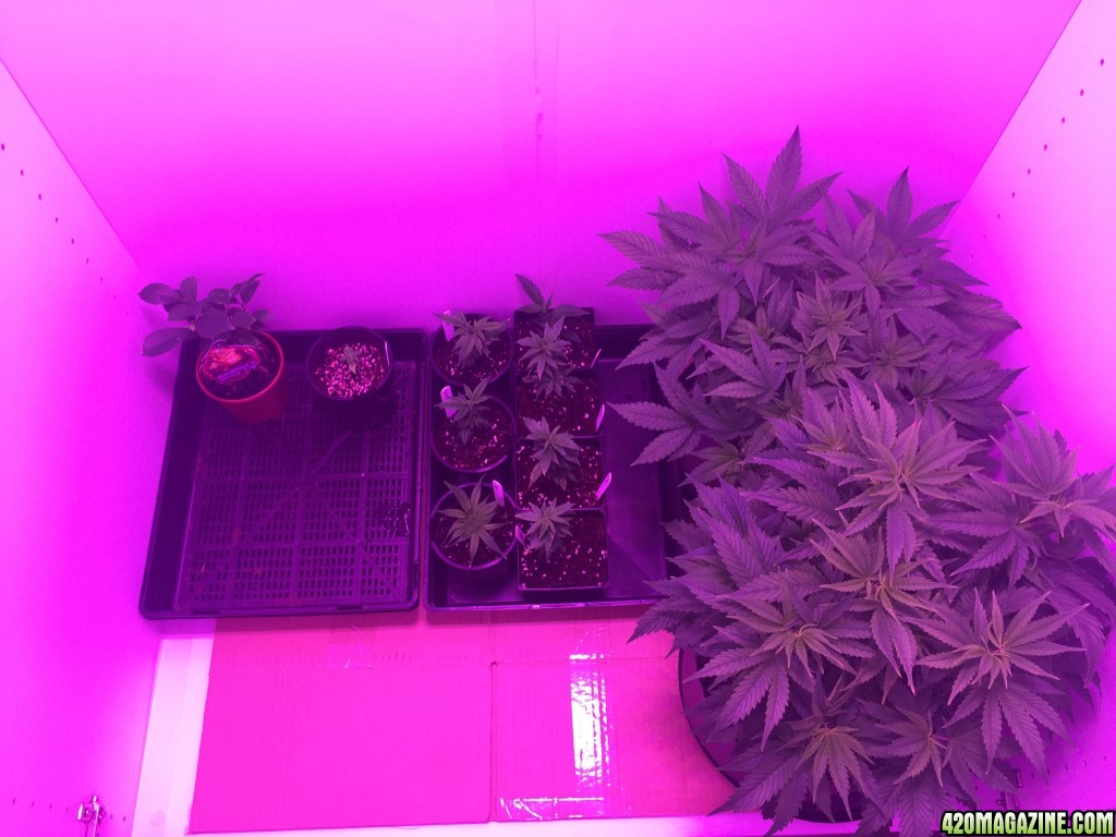 Veg Room Update