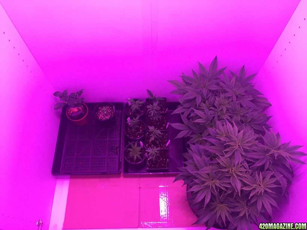 Veg Room Update