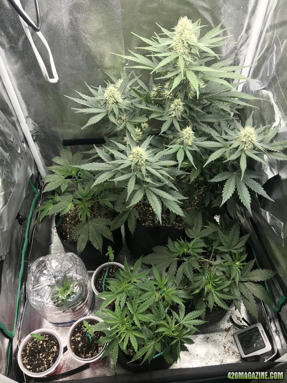 Veg room with an Auto