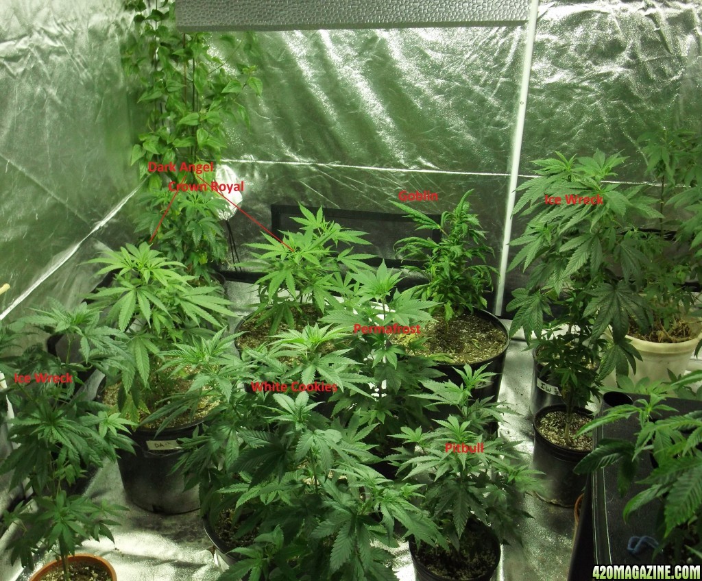 Veg Room