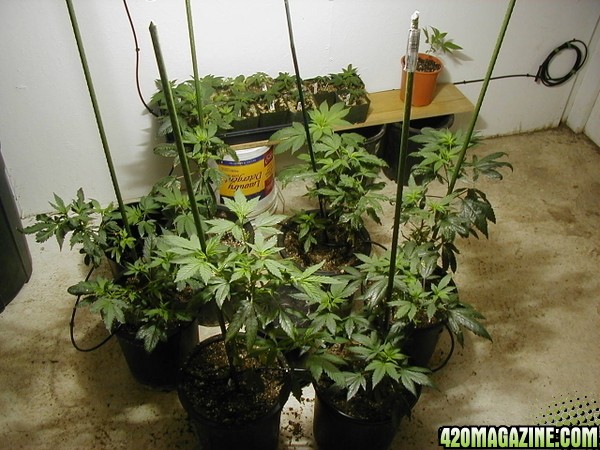 VEG ROOM