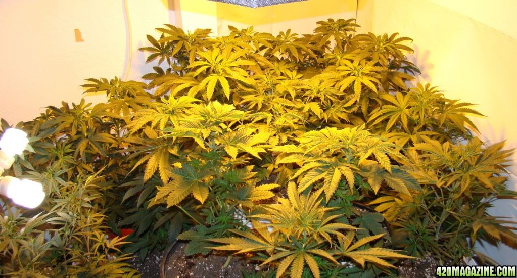 veg room