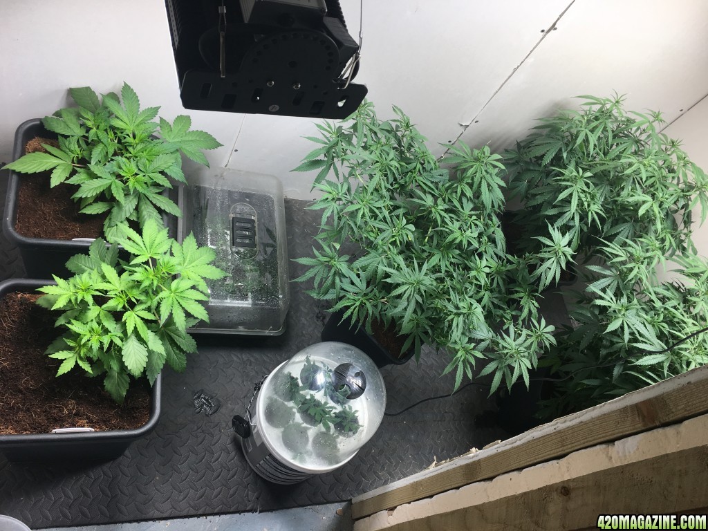 veg room