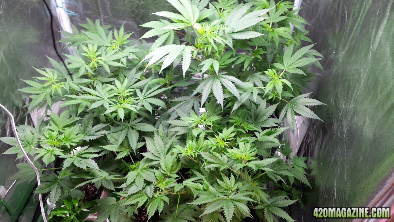 Veg room