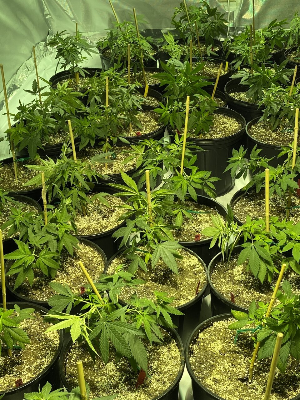 Veg room