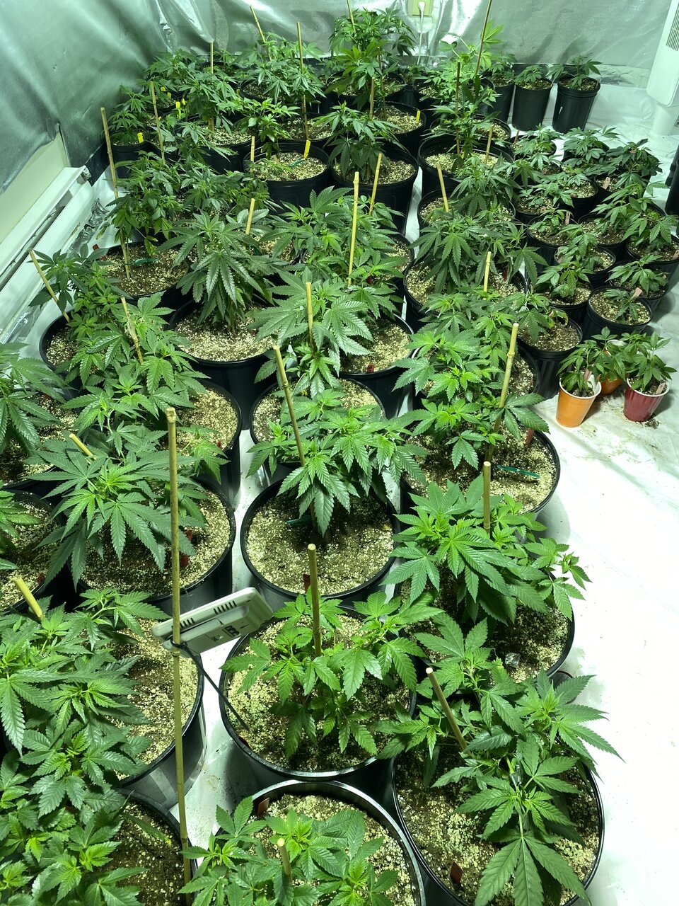 Veg room