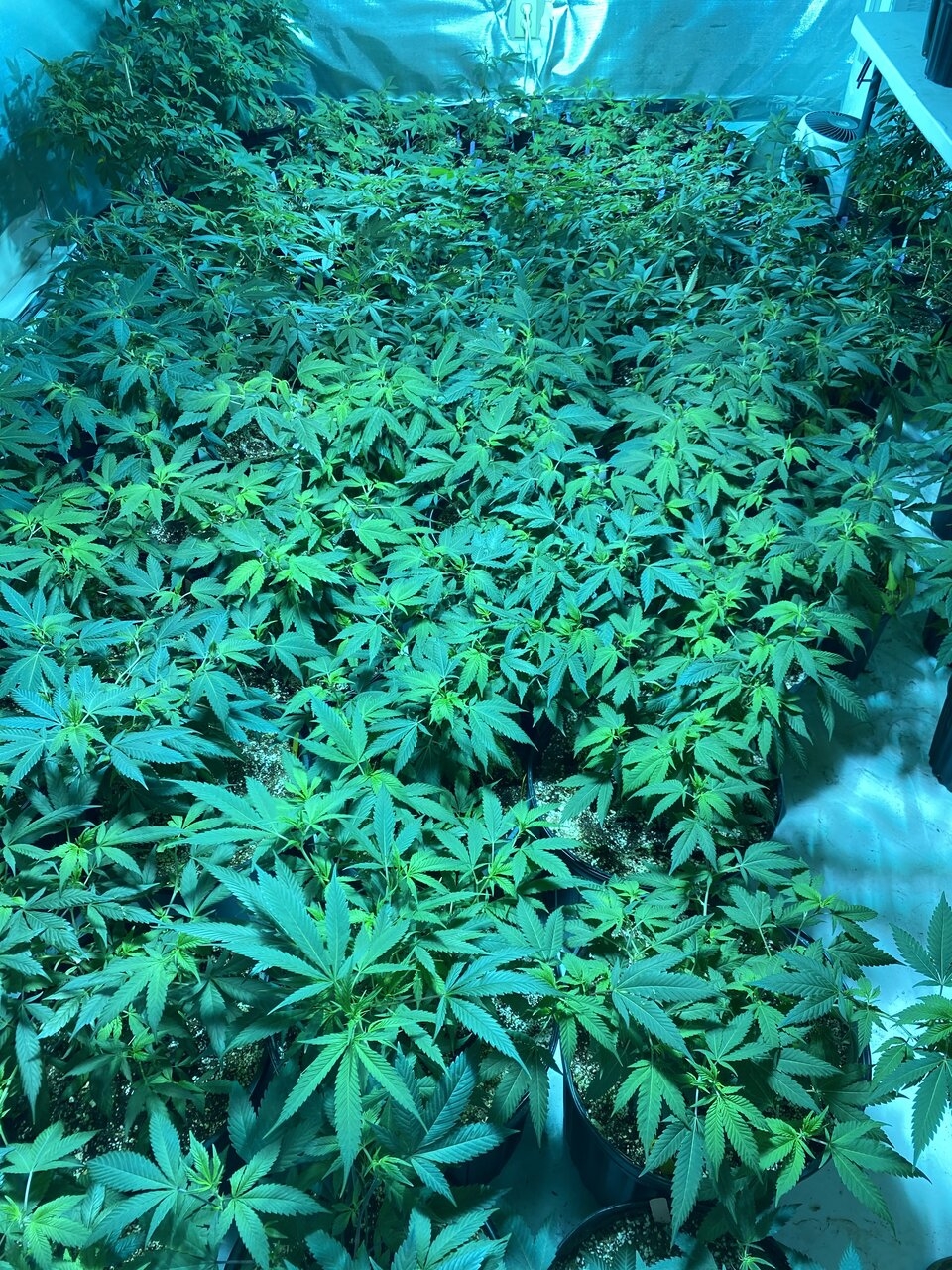 Veg Room