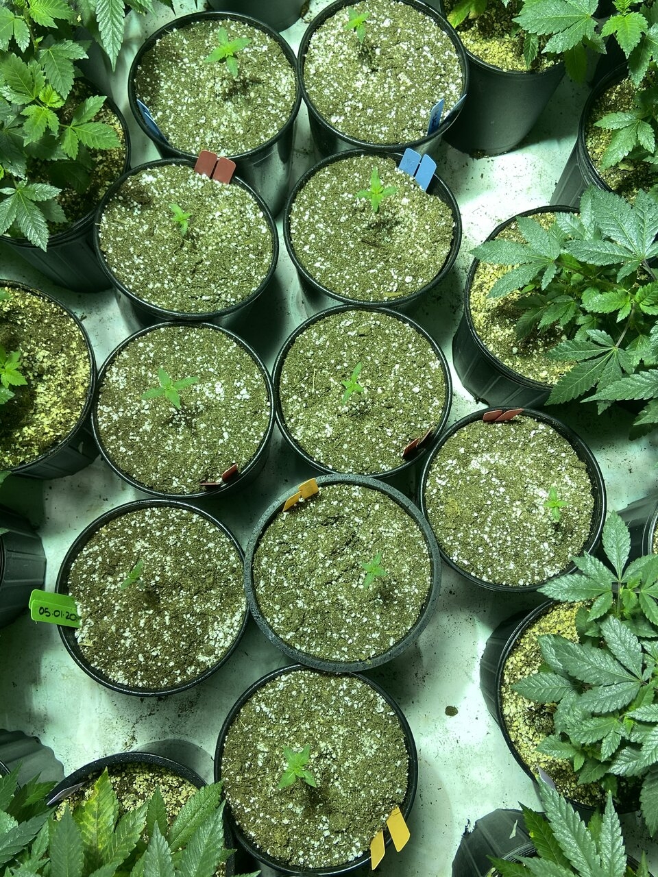 Veg room