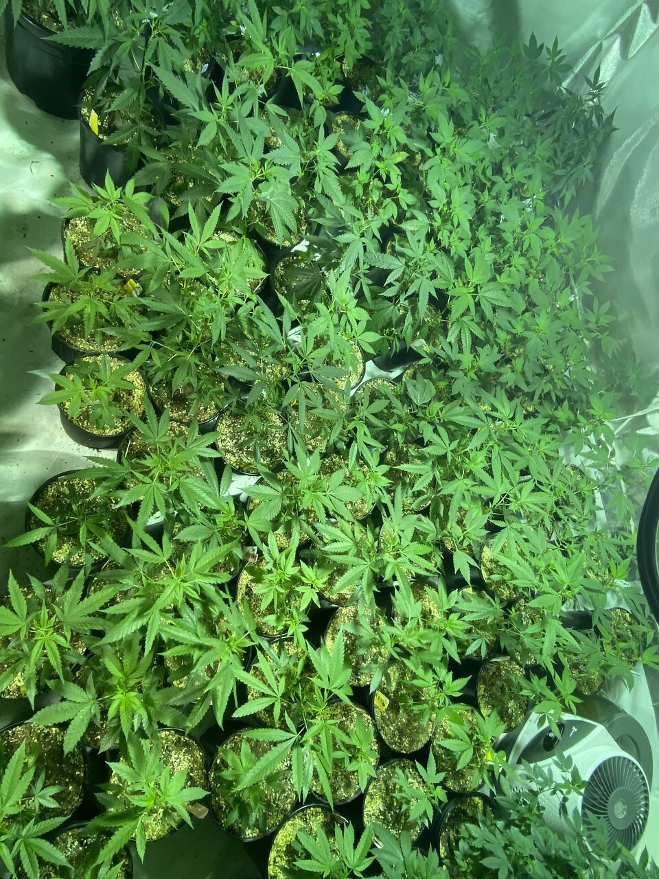 Veg room