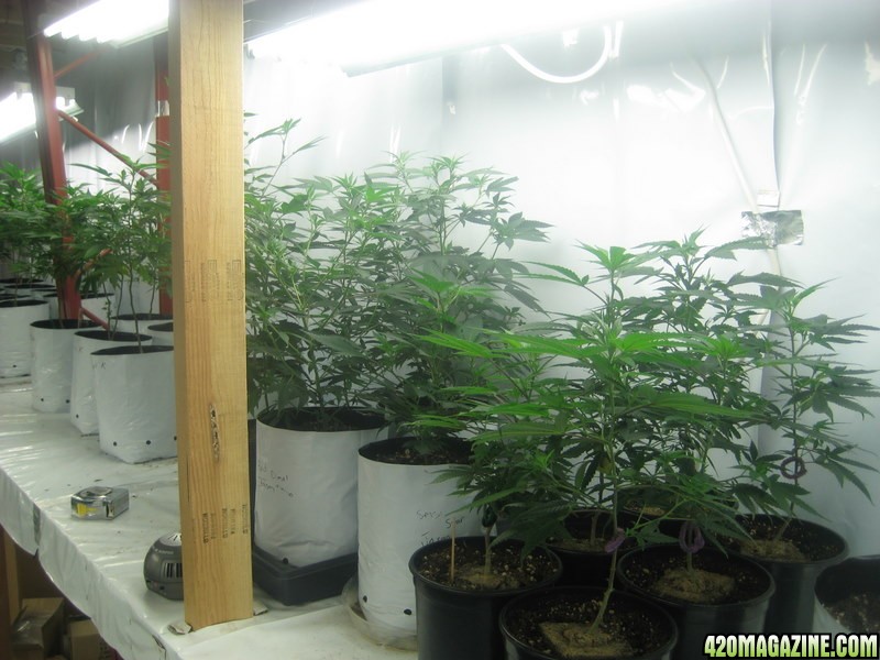 Veg room