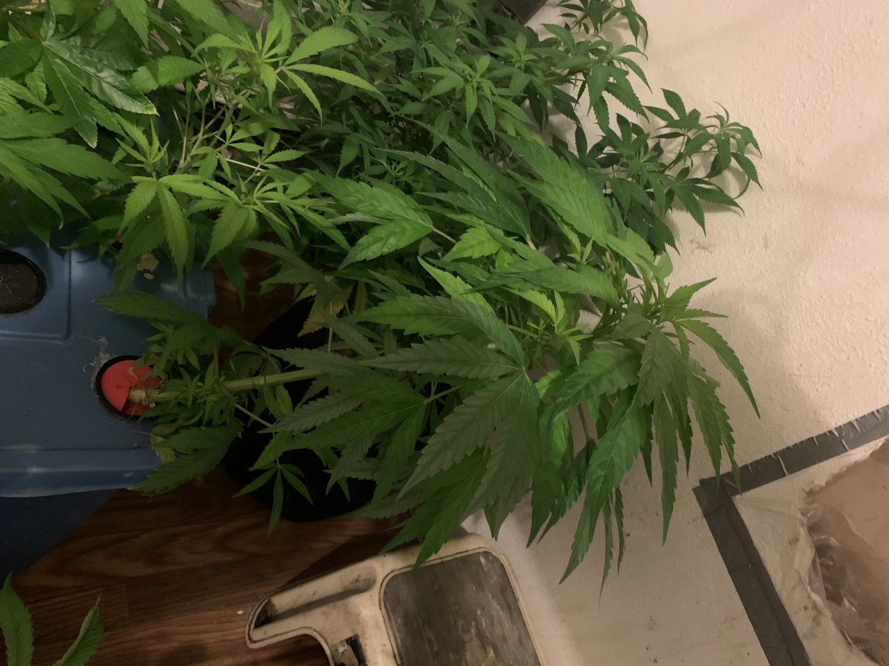 Veg room