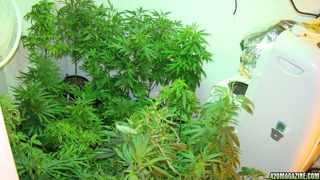 Veg room