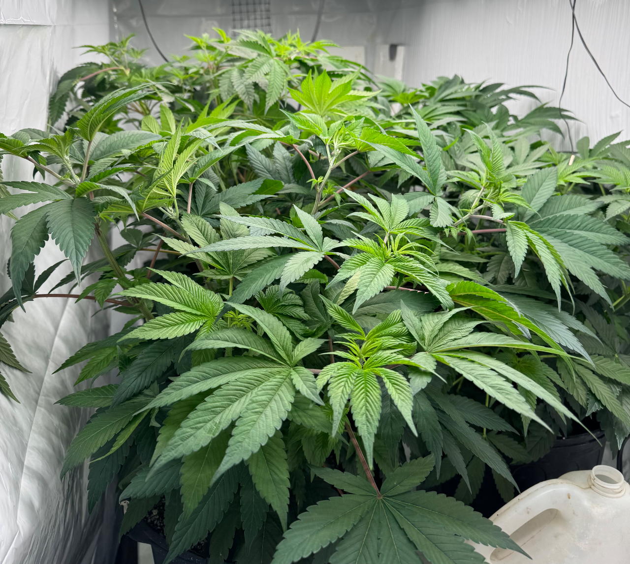 Veg room