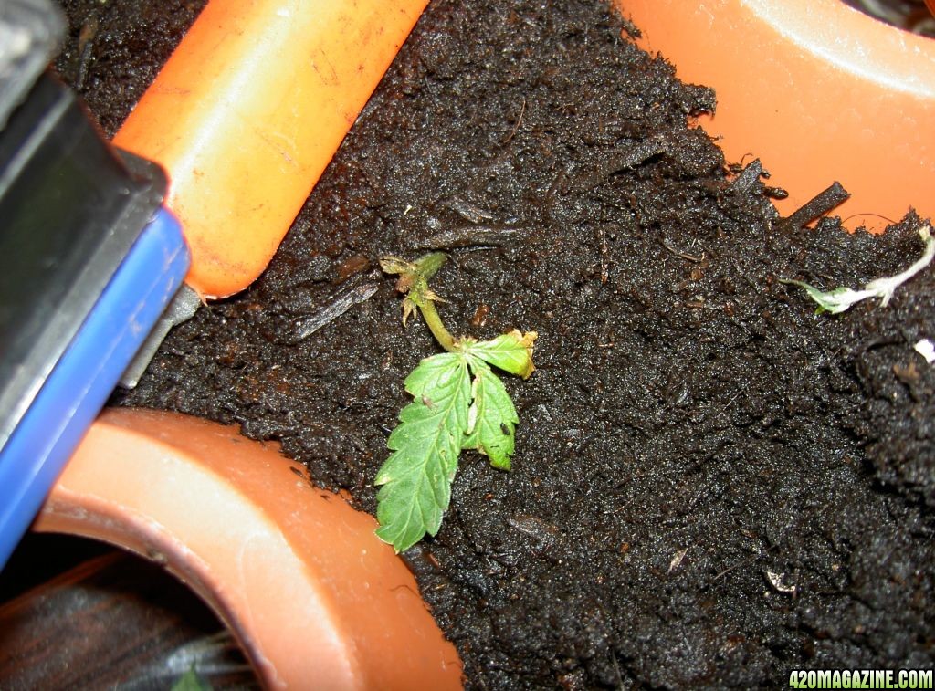 veg room