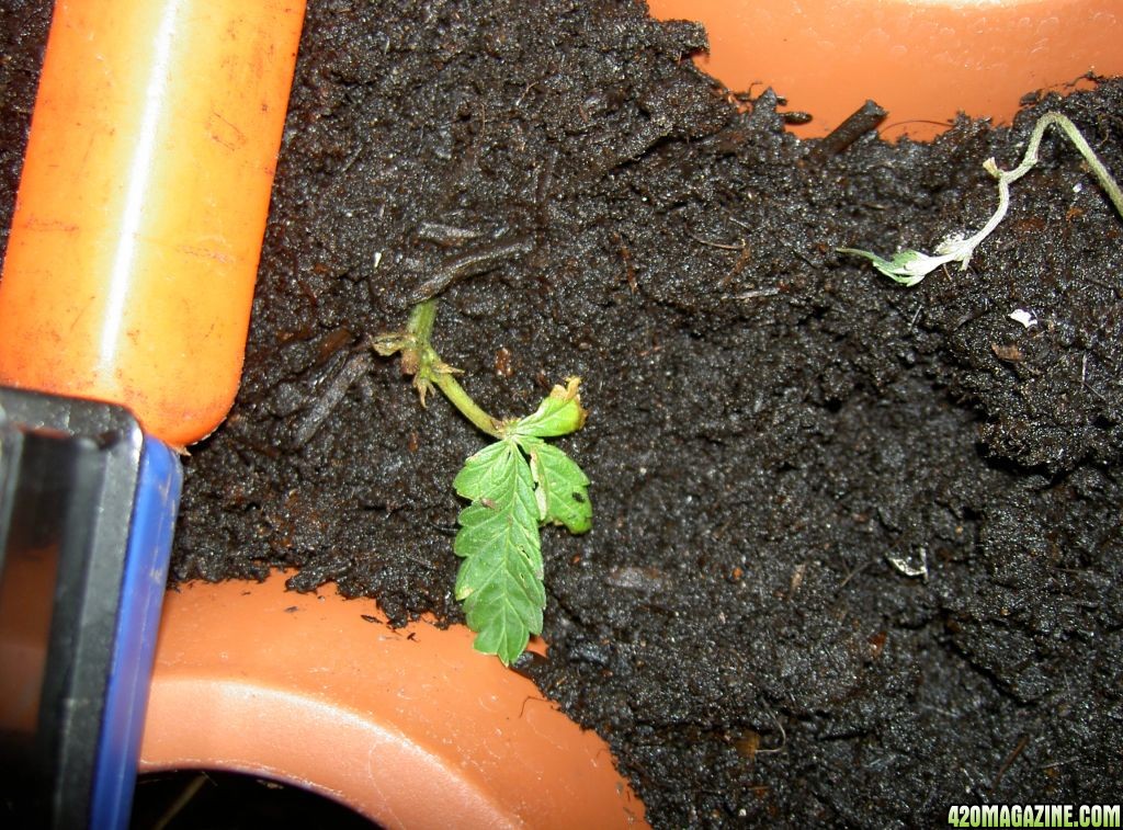 veg room