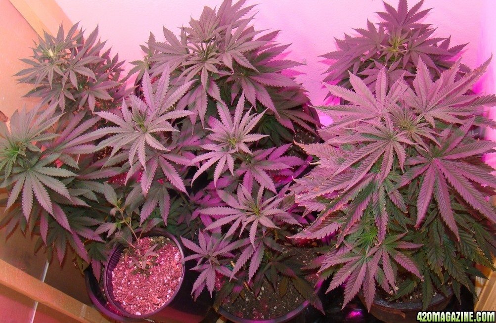 veg room