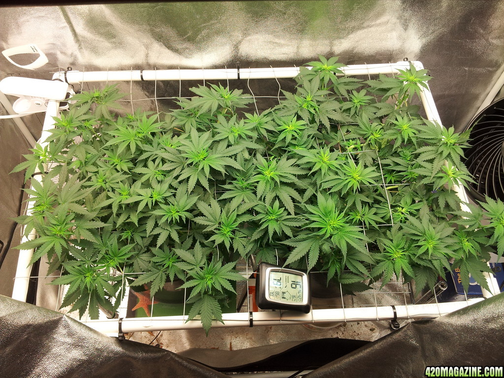 Veg Scrog top view