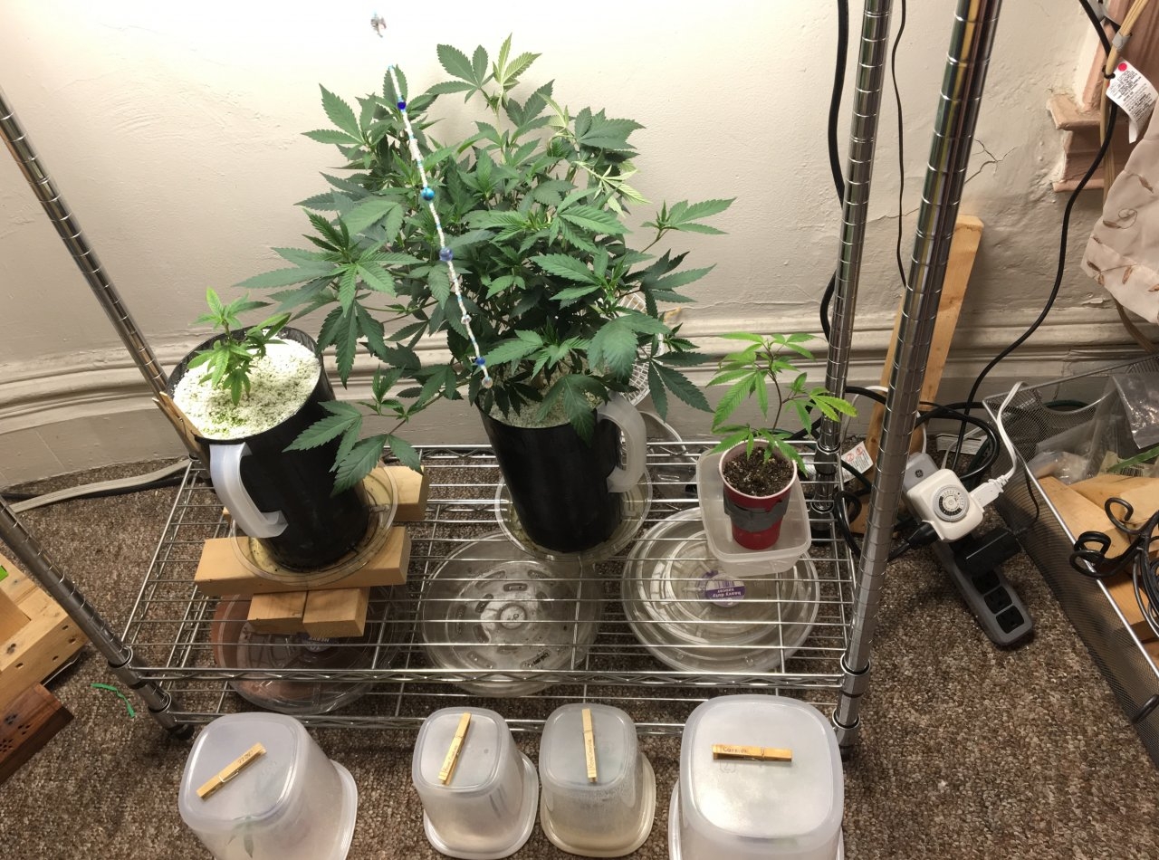 Veg shelf and clone cuttings