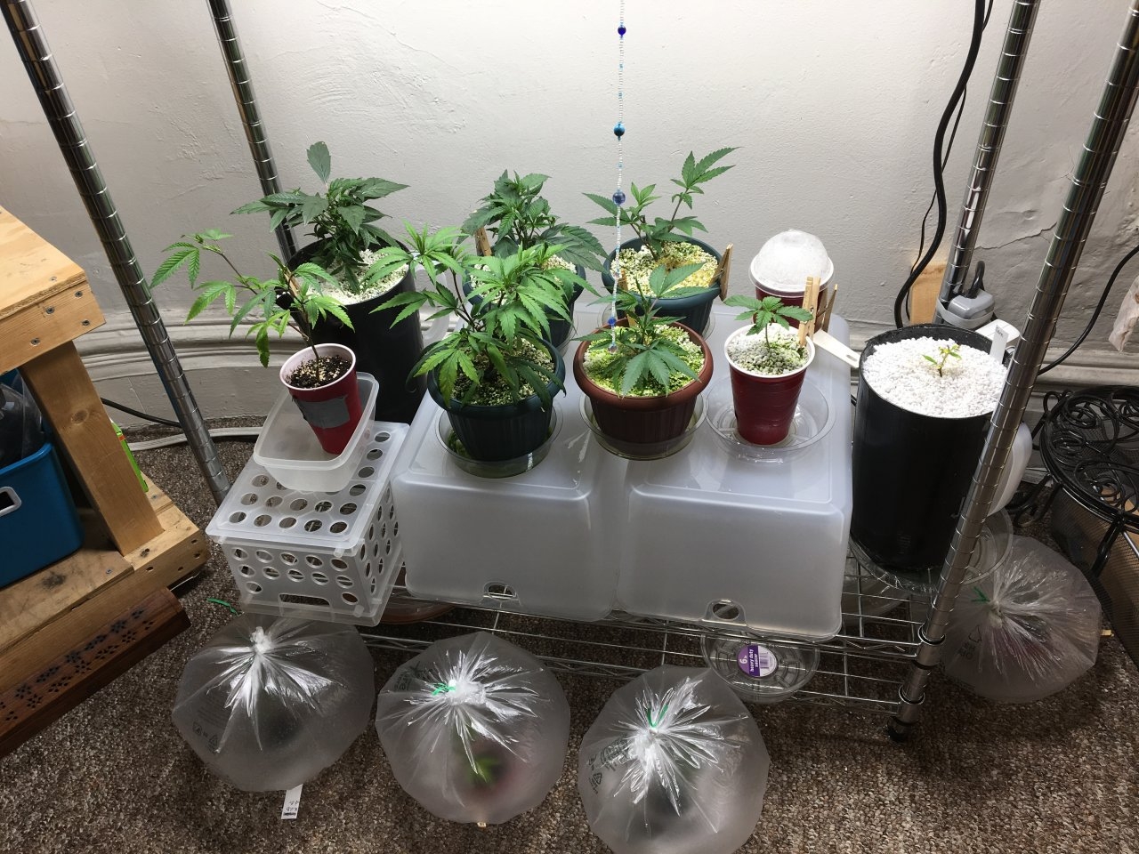 Veg shelf and clone cuttings