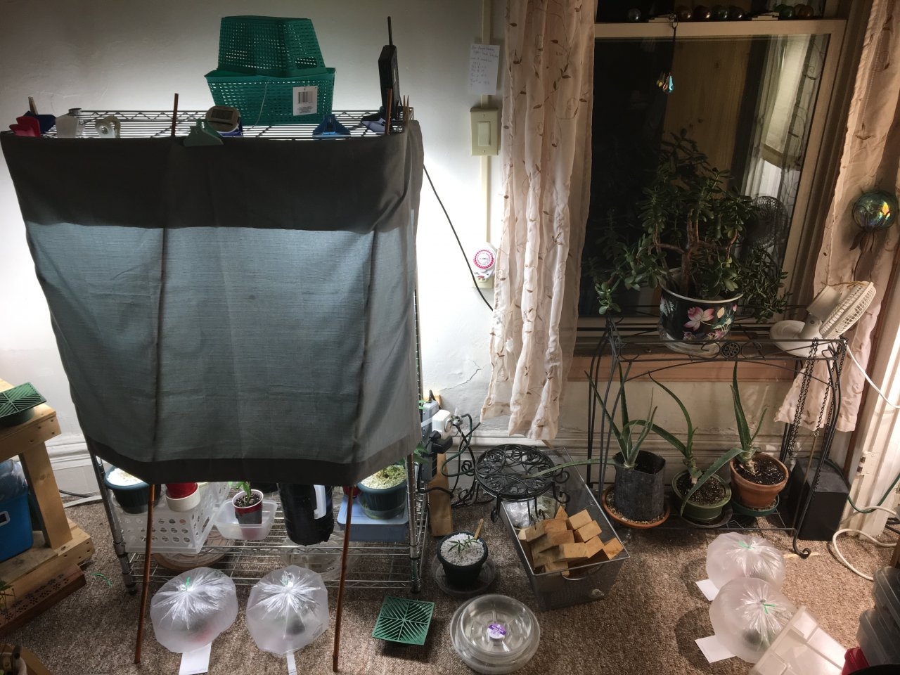 Veg shelf and clone cuttings