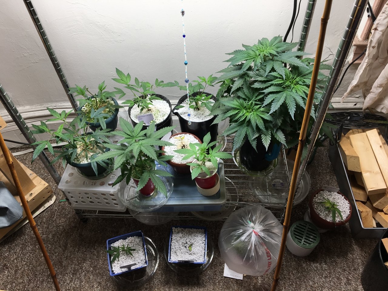 Veg shelf and clone cuttings