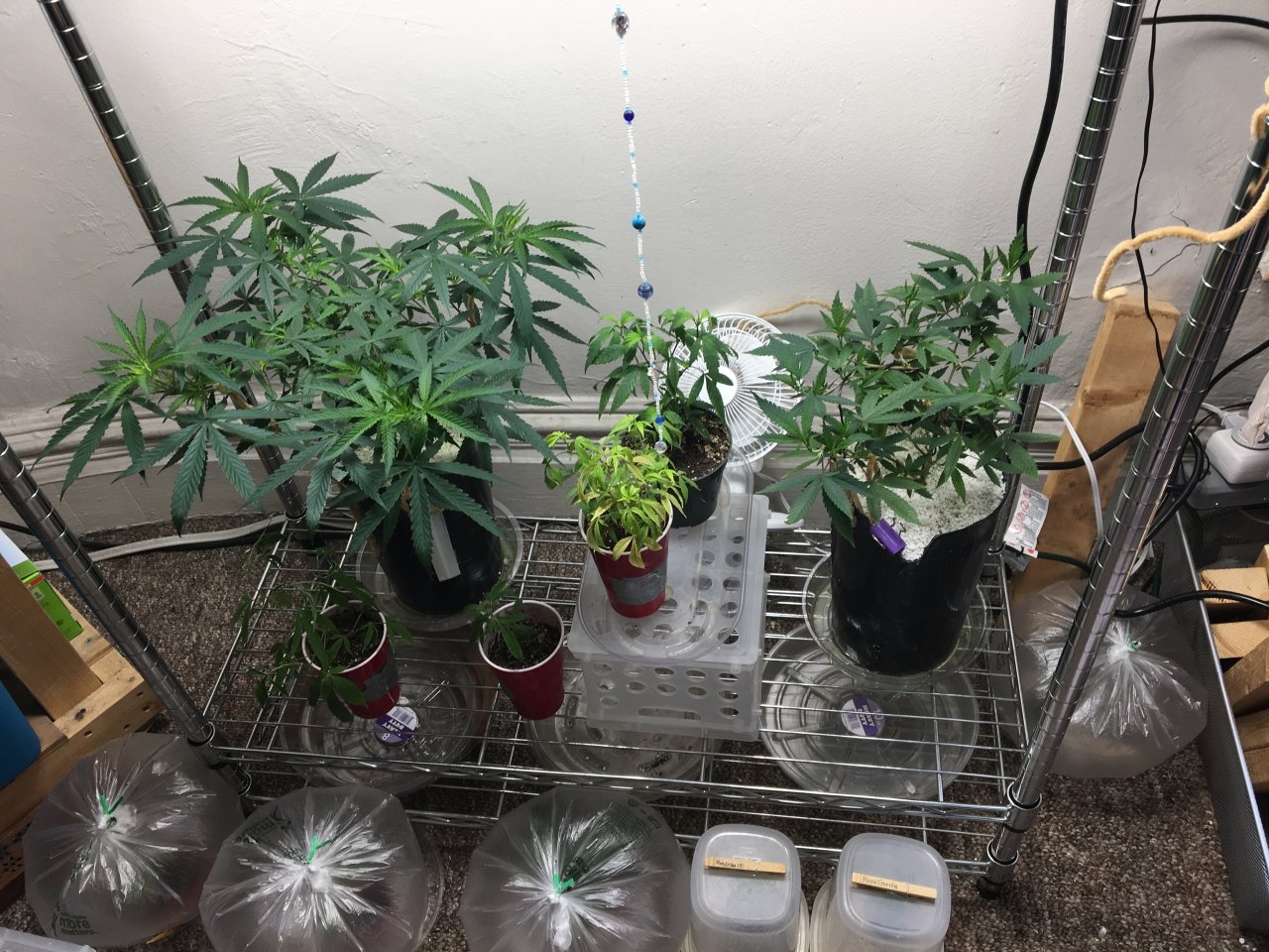 Veg shelf and clones