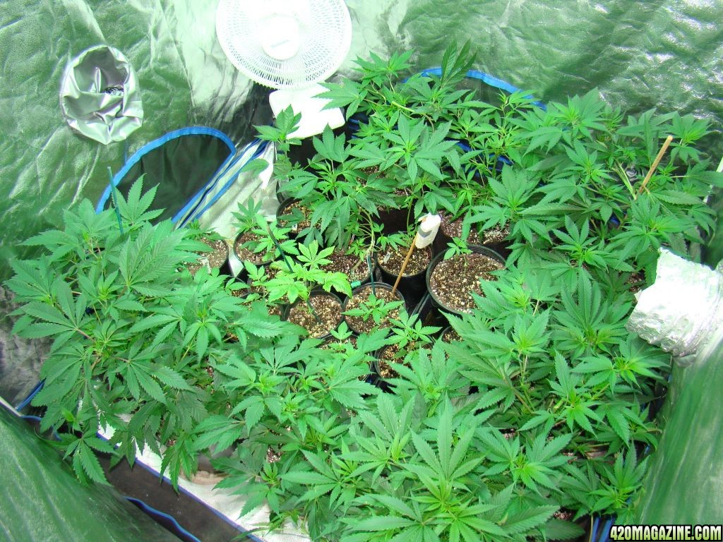 Veg tent 1