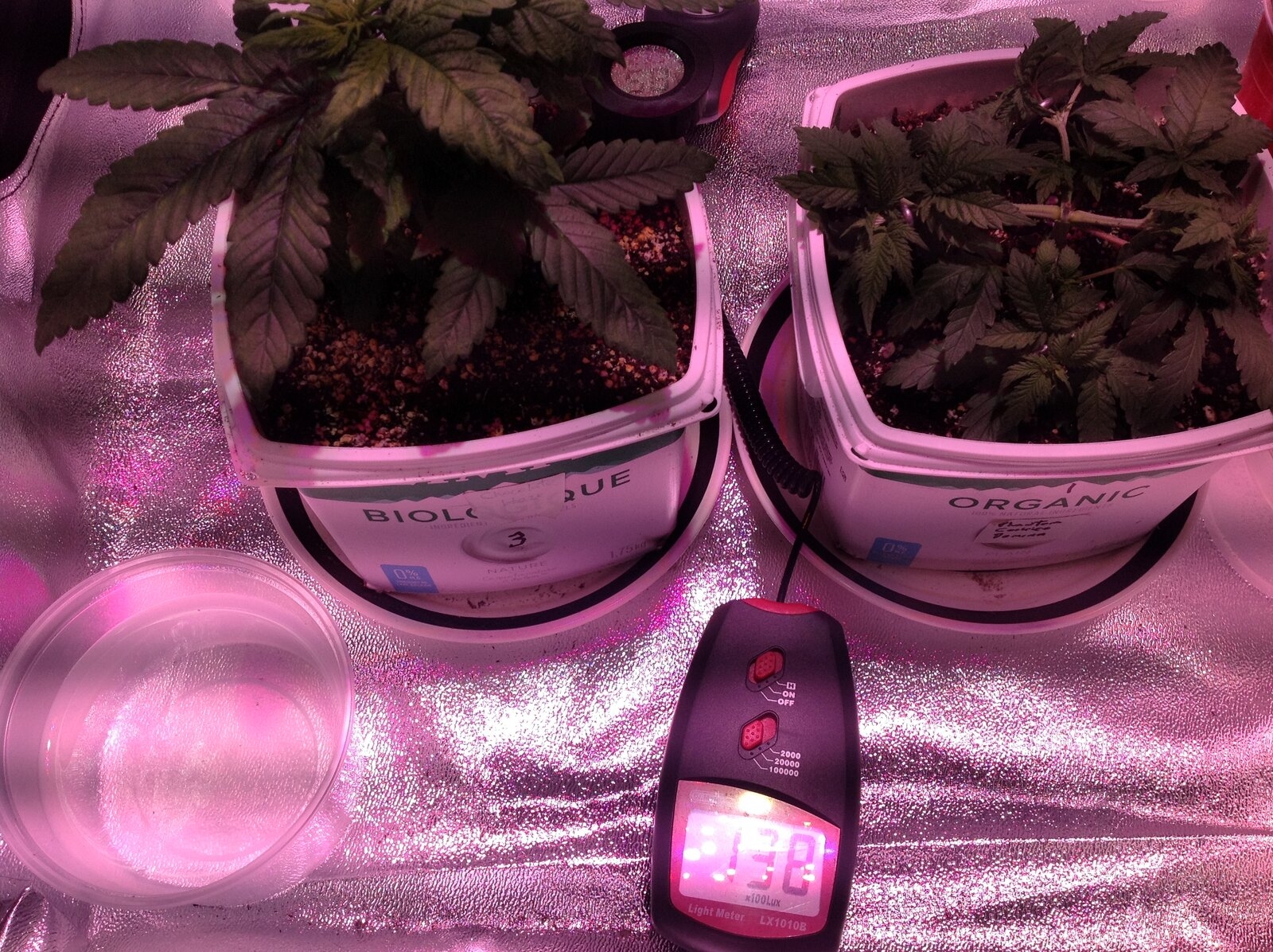 Veg Tent 19-11-16-2.JPG