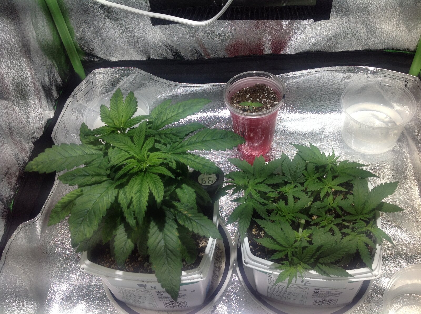 Veg Tent 19-11-19.JPG