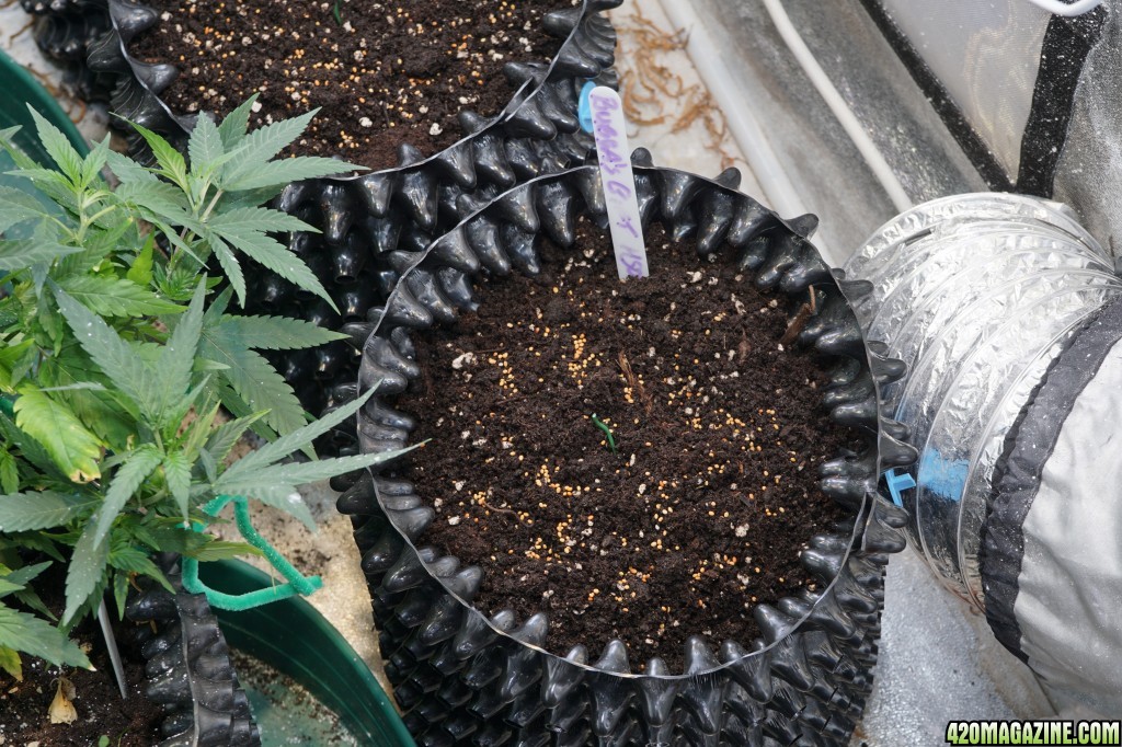 veg tent and seedlings