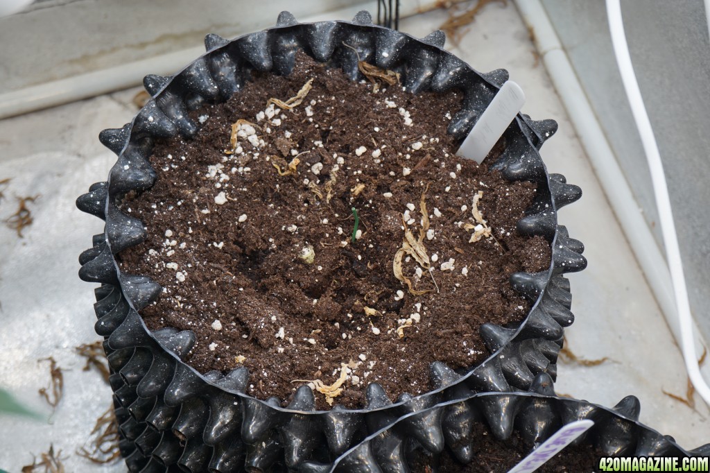 veg tent and seedlings