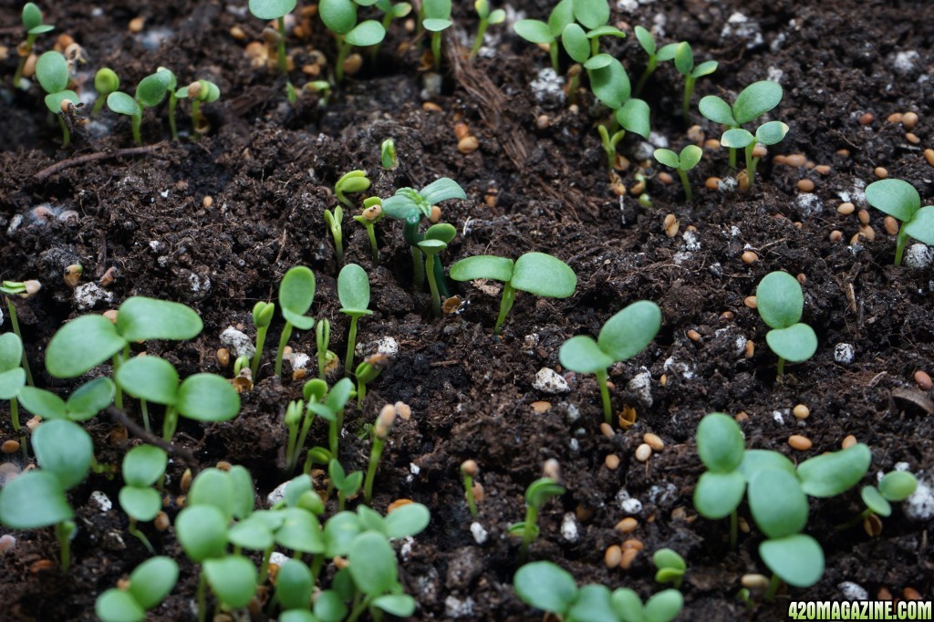 veg tent and seedlings