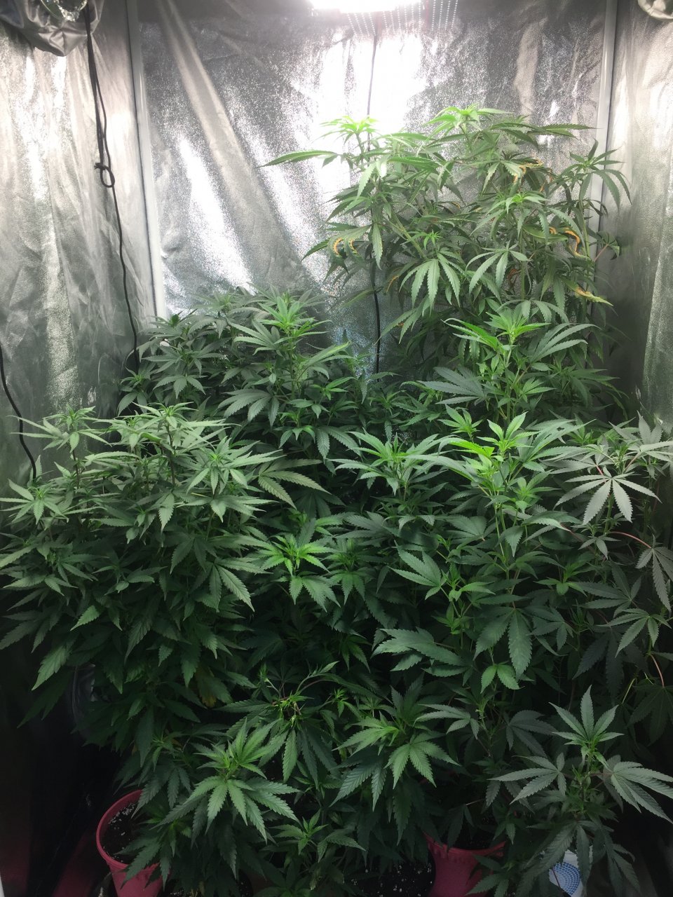 Veg tent before transplants