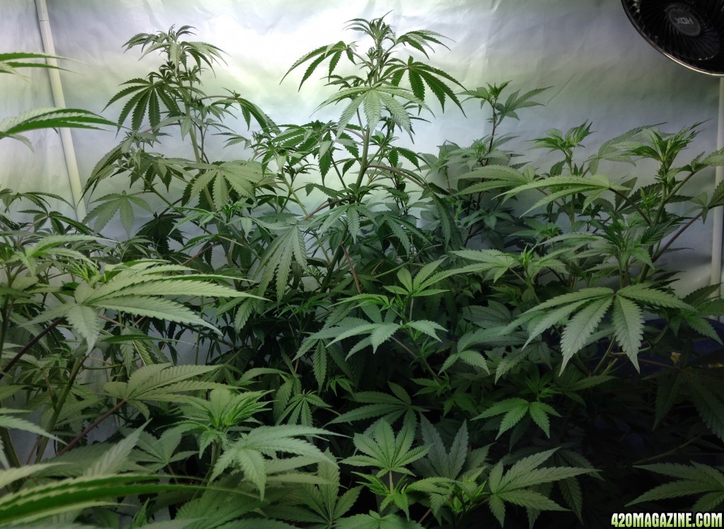 veg tent grow s 2 and 3 waiting