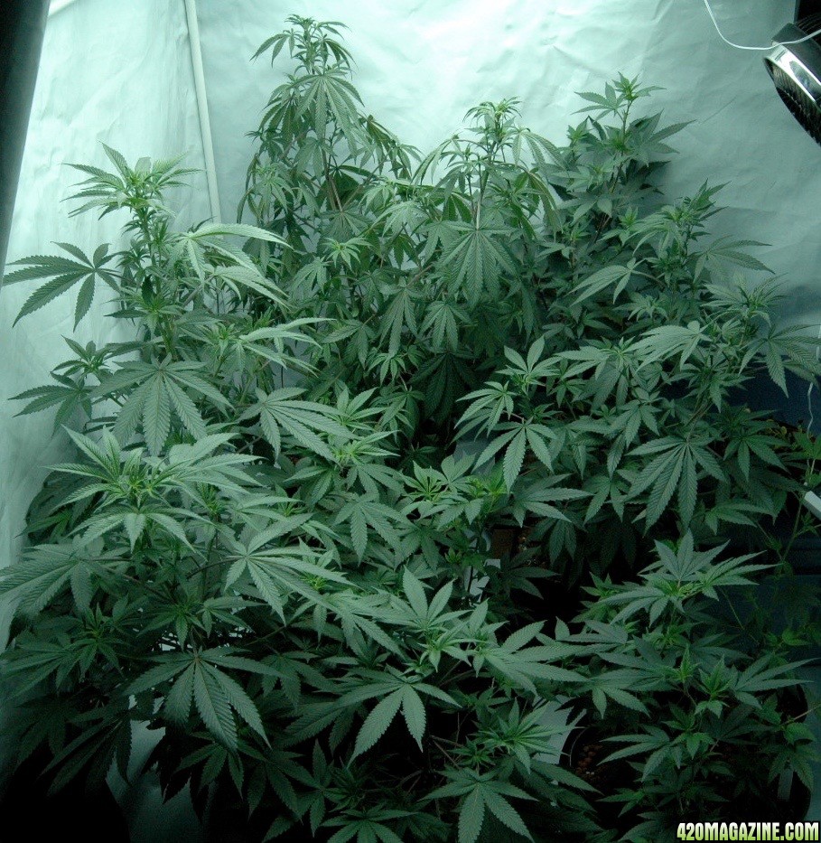 veg tent grow s 2 and 3 waiting