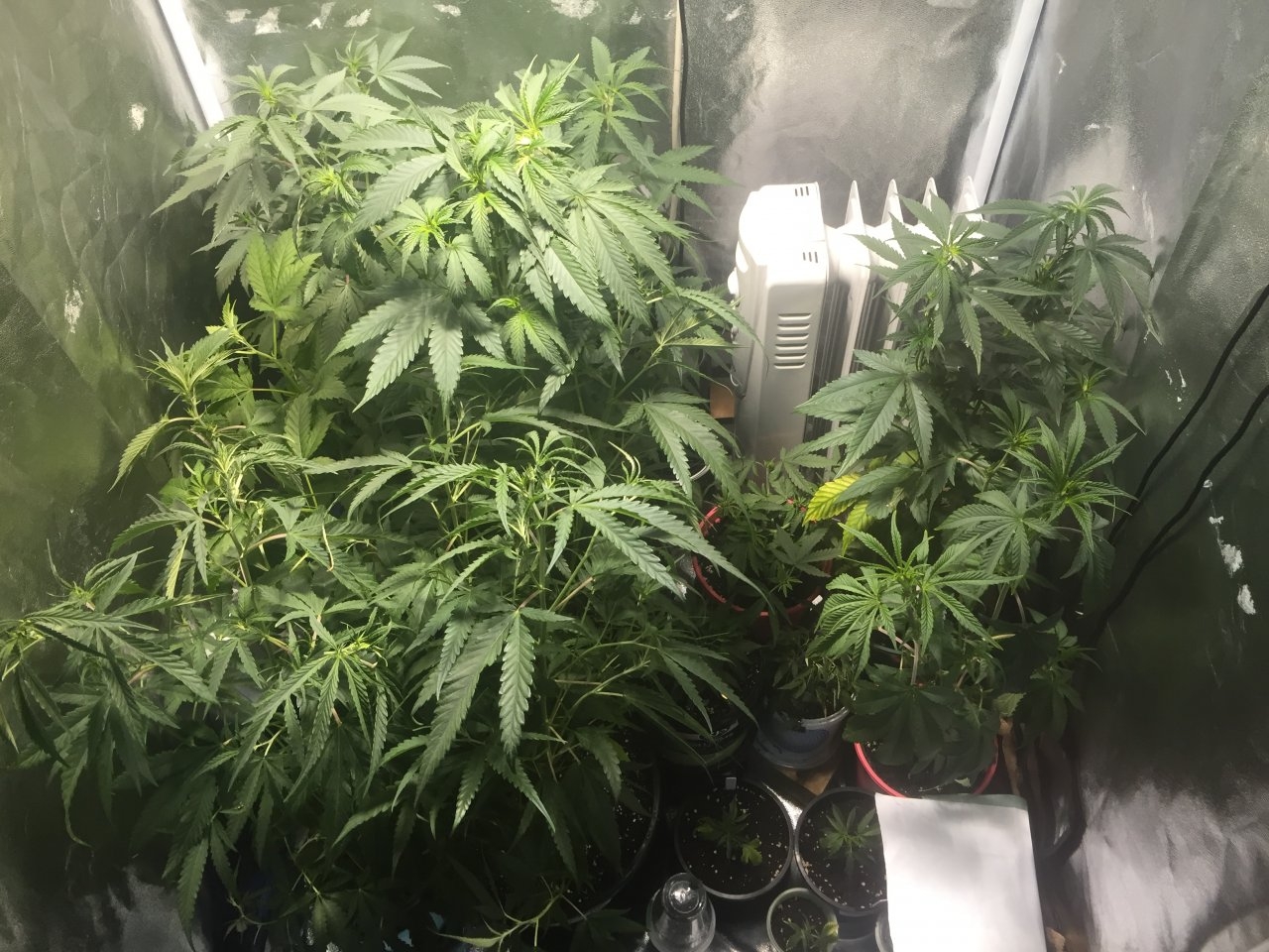 Veg tent reset