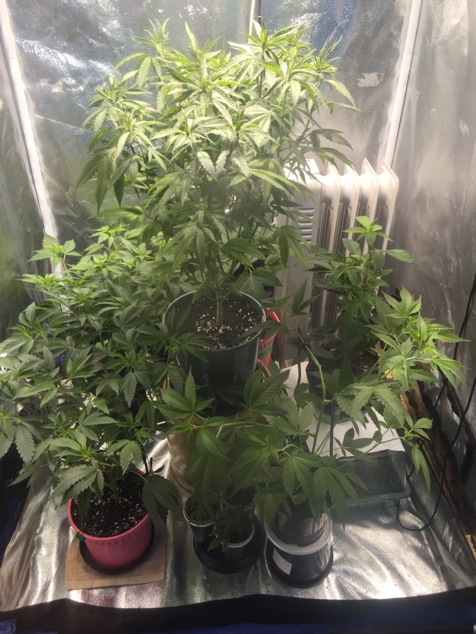 Veg tent reset