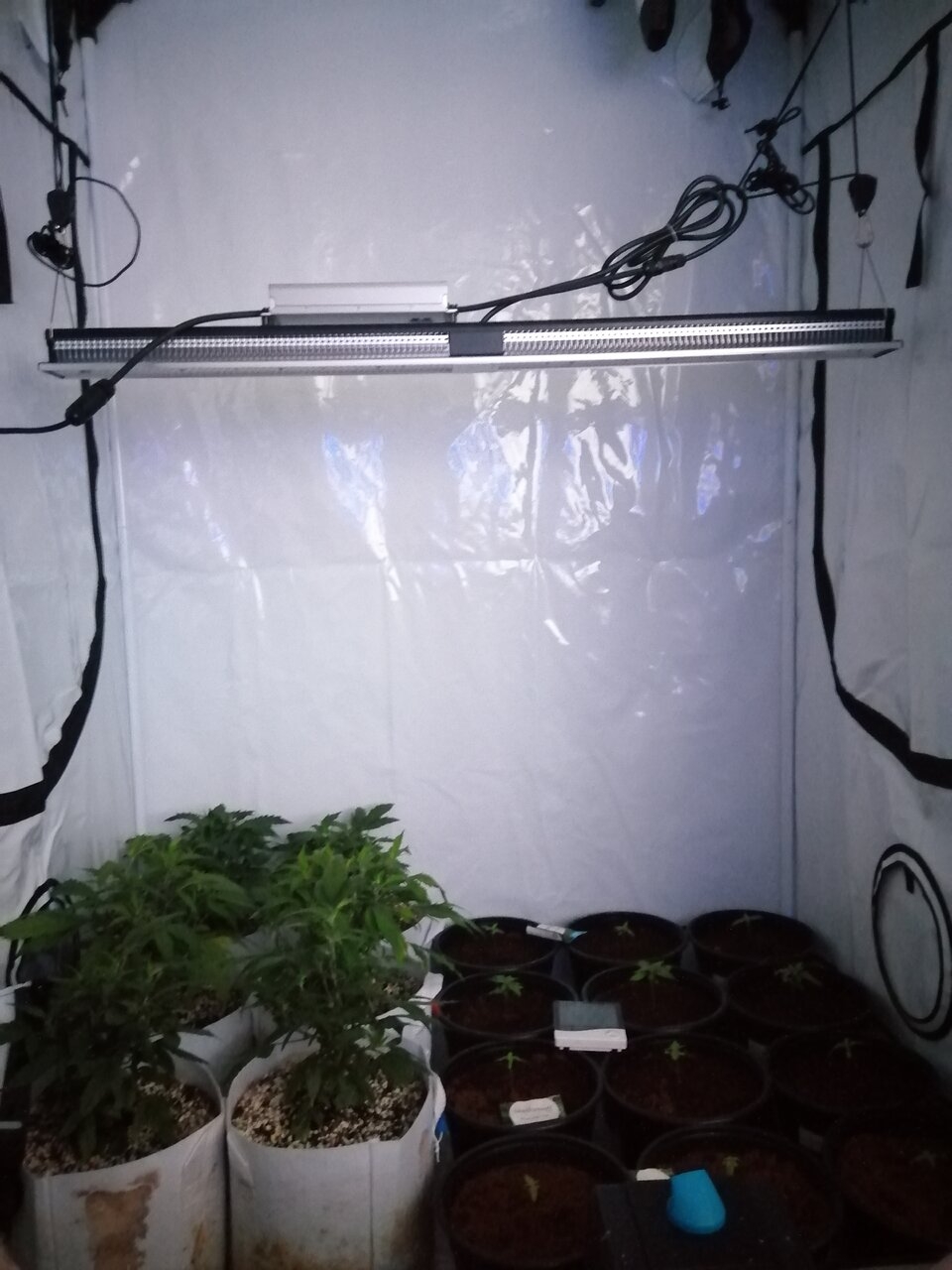 Veg Tent Setup