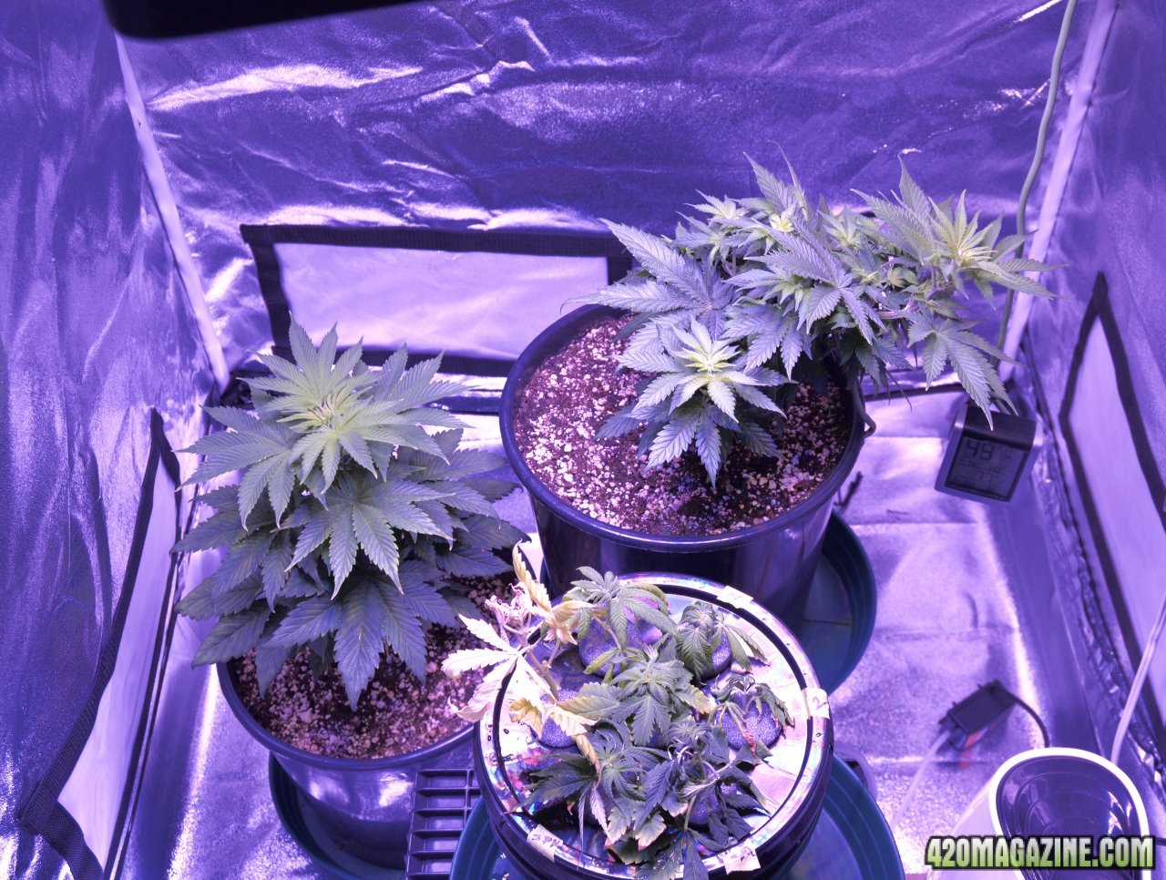 veg tent