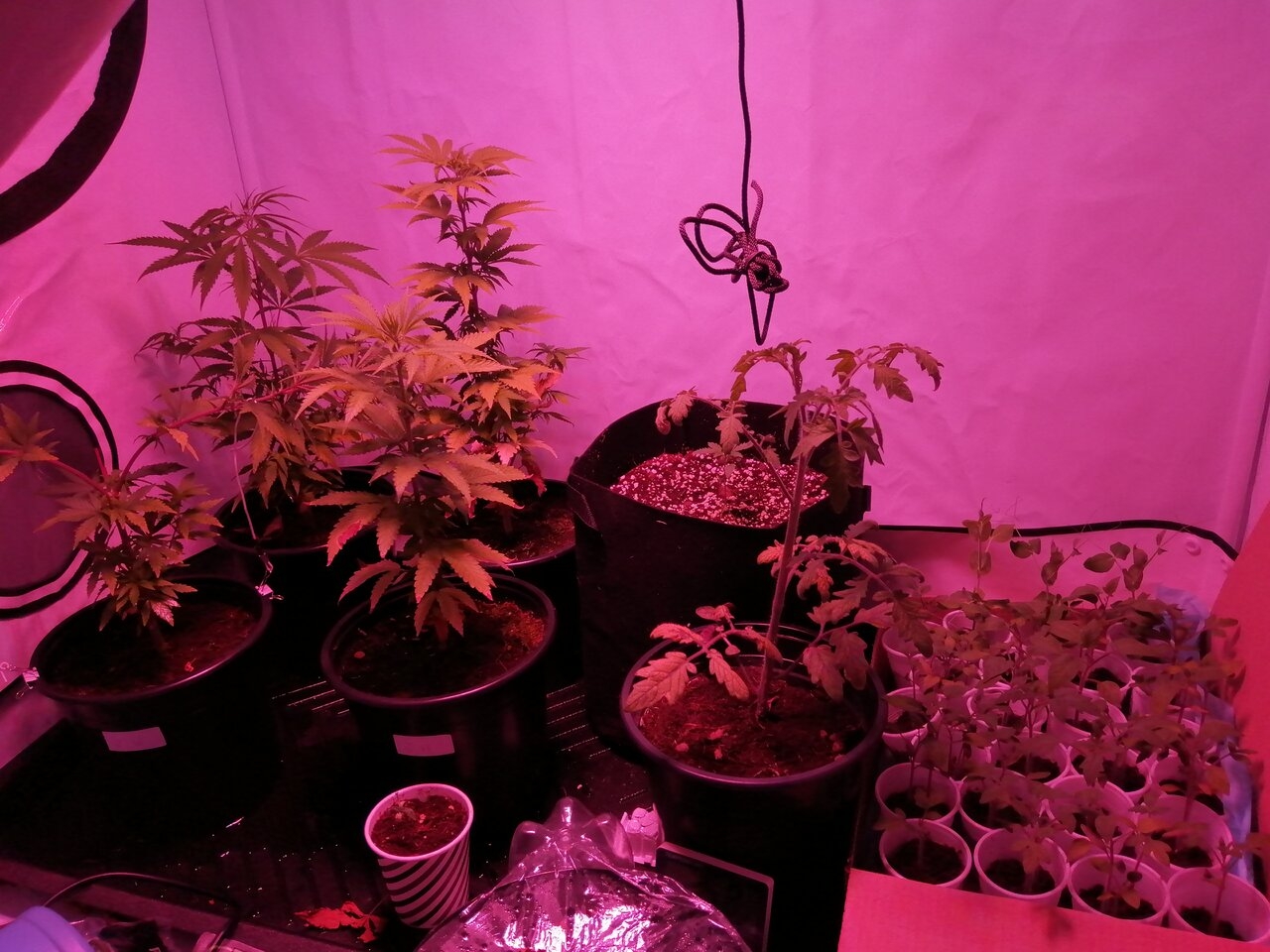 Veg Tent