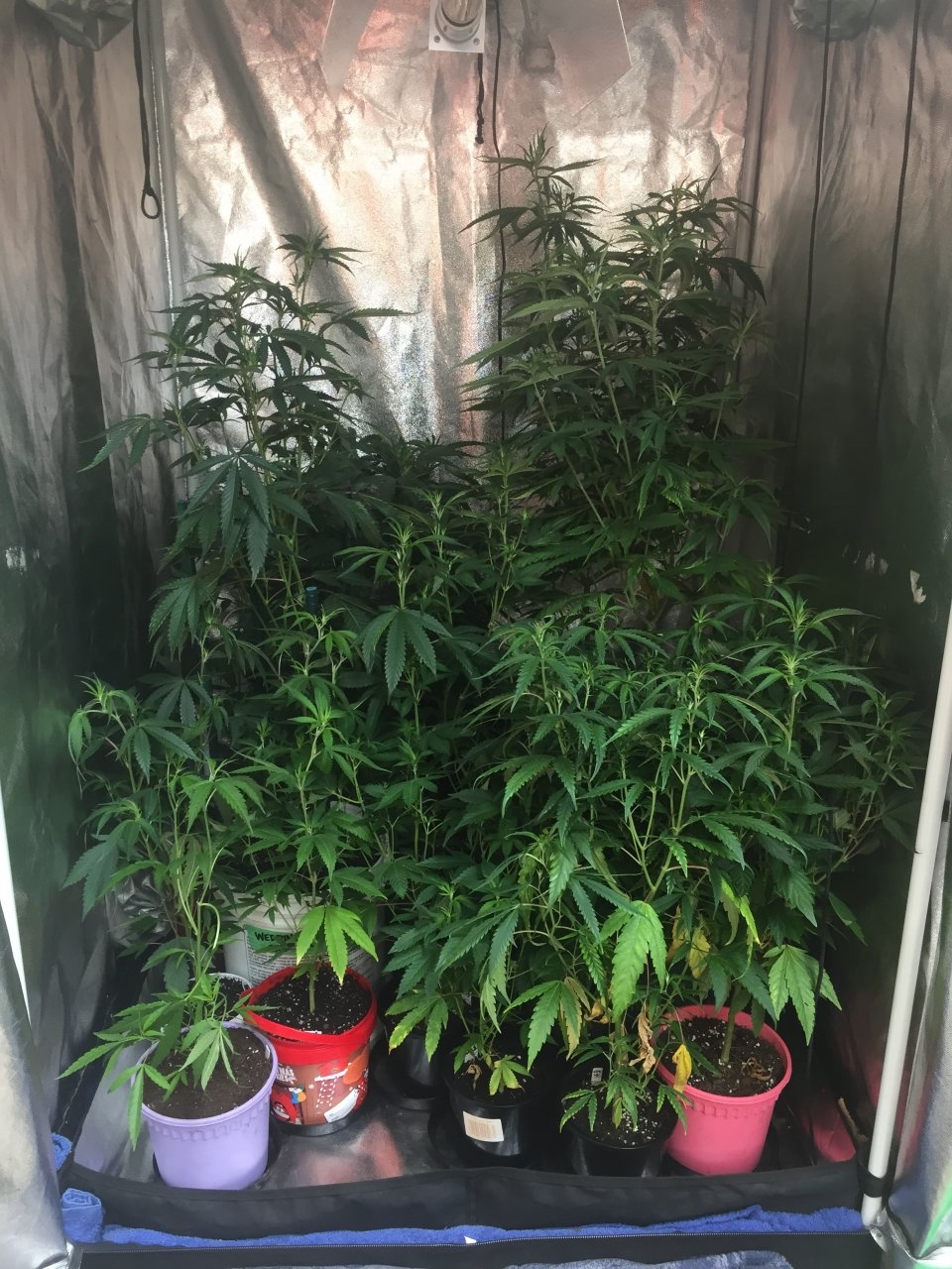 Veg tent