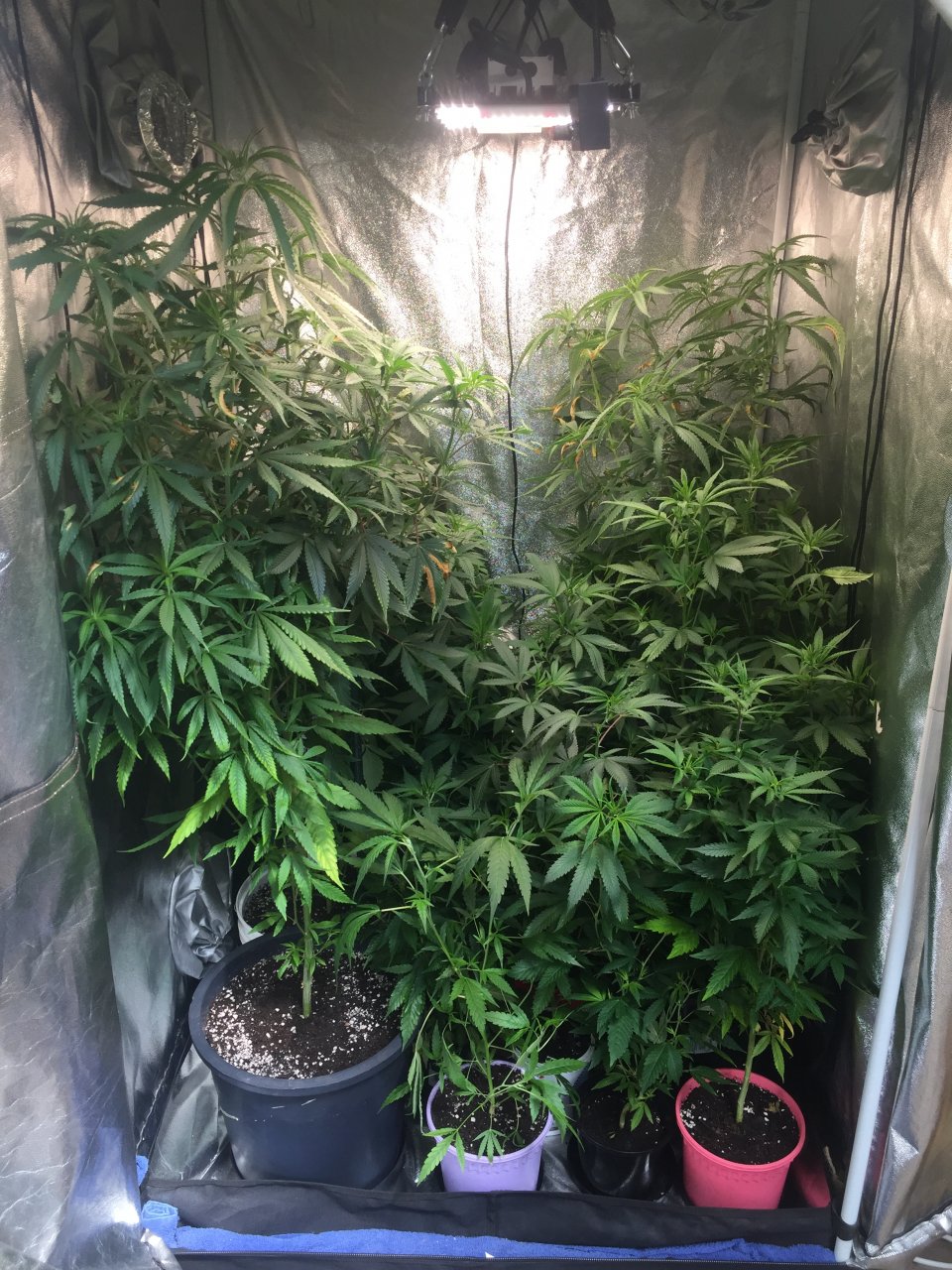 Veg tent