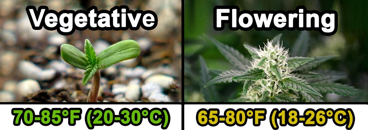 vegetative-vs-flowering-temperature-v3.jpg